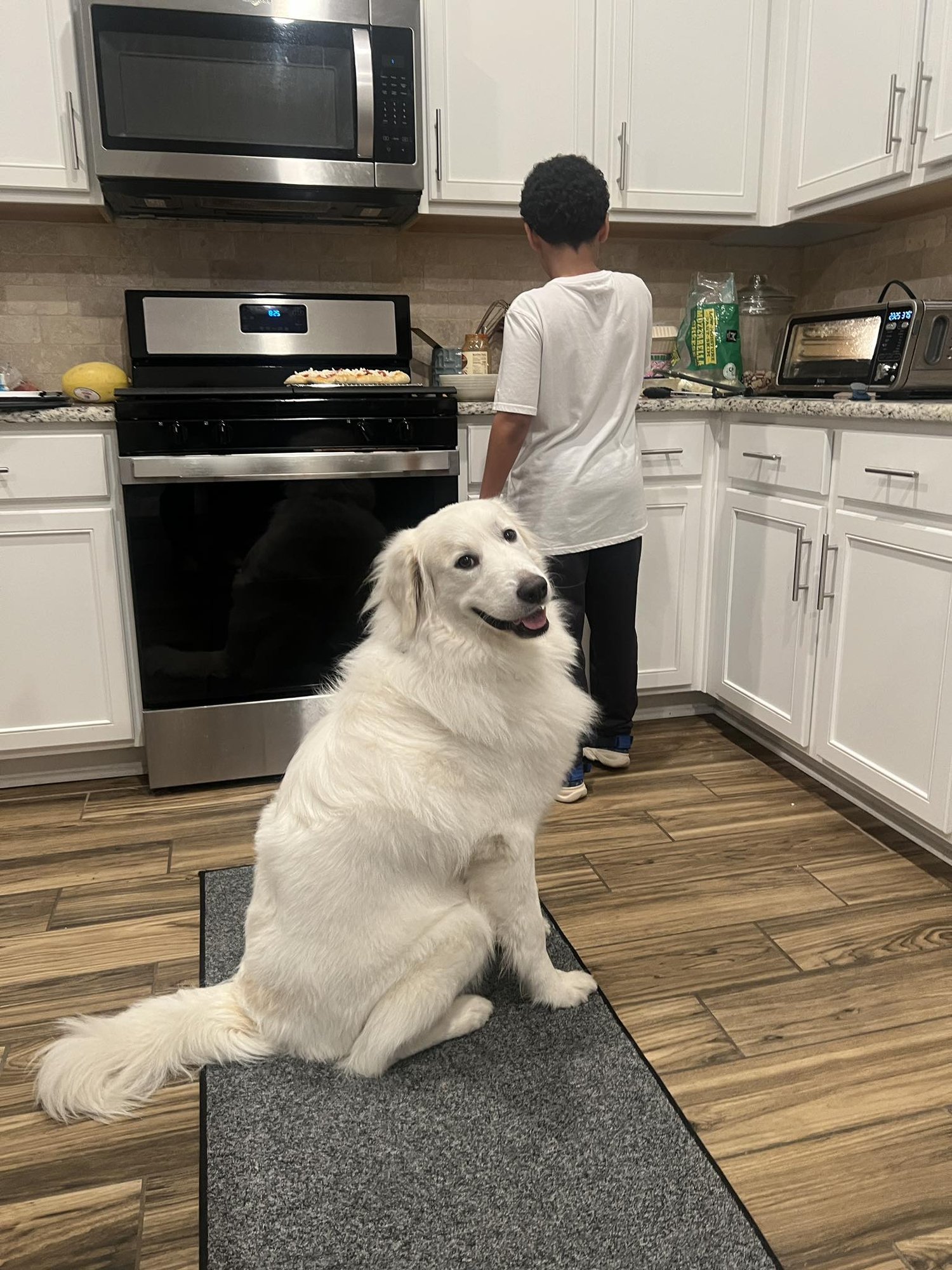 OZZY - Great Pyrenees available for adoption