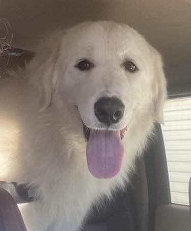 BERNARD - Great Pyrenees for adoption in Dallas