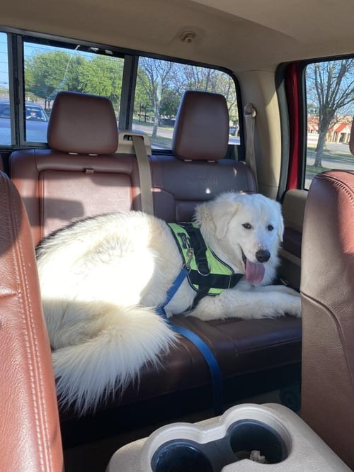 BERNARD - Great Pyrenees available for adoption