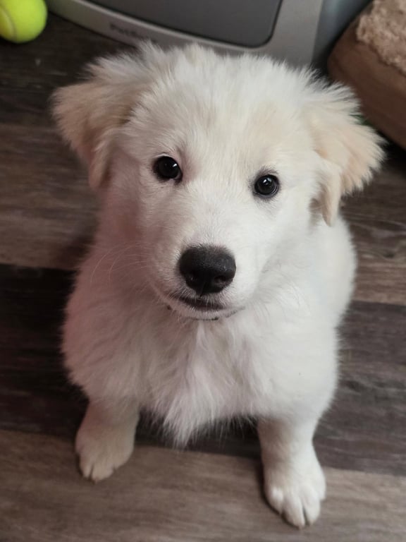 Fiona Image