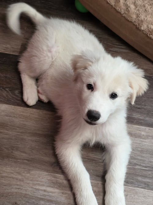 FIONA - Great Pyrenees available for adoption