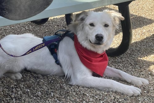 JUNIPER - Great Pyrenees / Australian Cattle Dog/Blue Heeler available for adoption