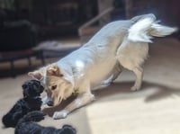 Juniper - Photo 9