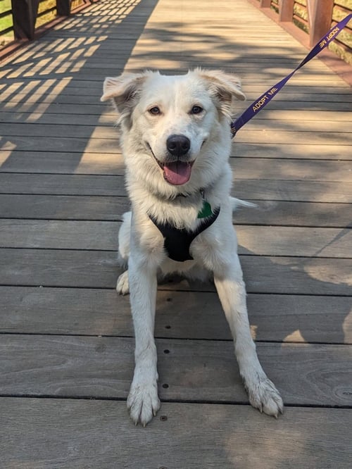 JUNIPER - Great Pyrenees / Australian Cattle Dog/Blue Heeler for adoption in Dallas