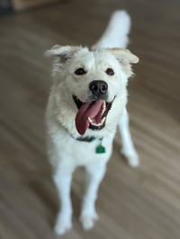 Juniper - Photo 11