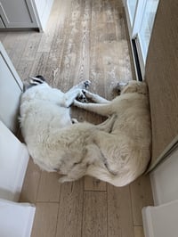 Frank - Photo 2