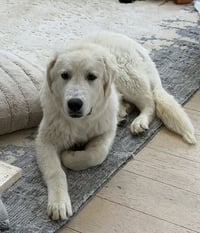 Frank - Photo 1