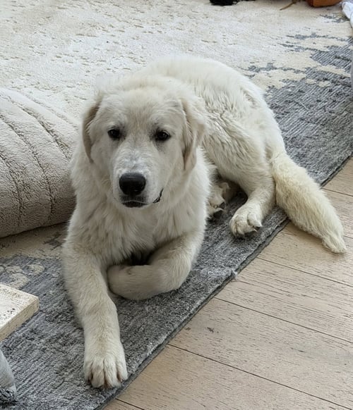 FRANK - Great Pyrenees for adoption in Mesquite