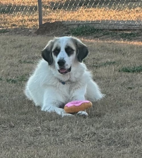 LIZZY - Great Pyrenees available for adoption