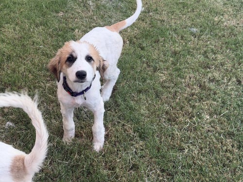 VIOLET - Great Pyrenees for adoption in Dallas