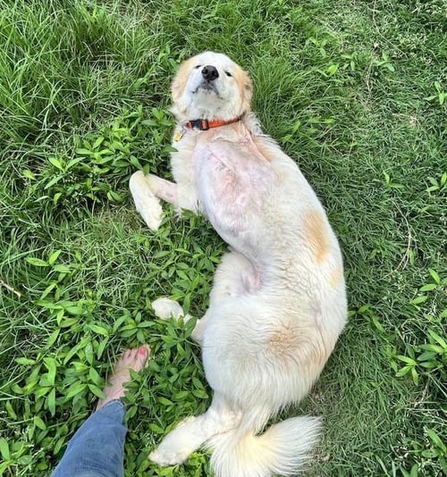 VALENTINO - Great Pyrenees available for adoption