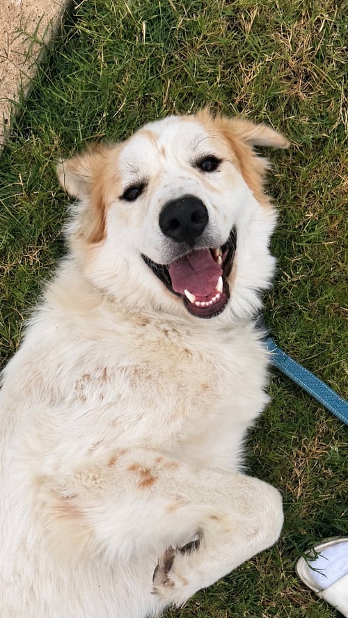 VALENTINO - Great Pyrenees for adoption in Mesquite