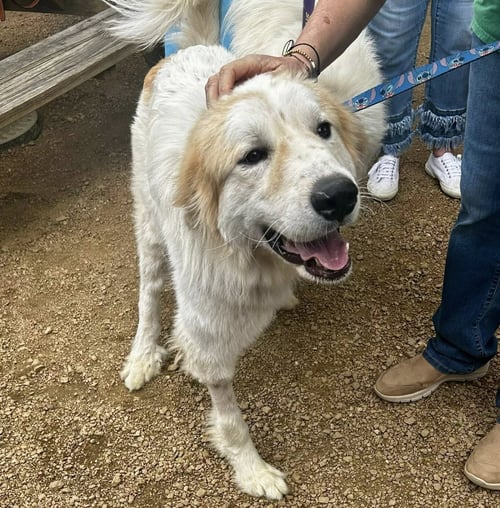 VALENTINO - Great Pyrenees for adoption in Dallas