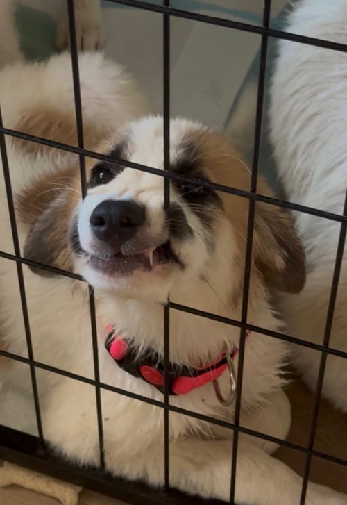 DAPHNE - Great Pyrenees available for adoption