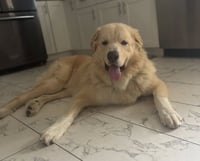Thor - Photo 3