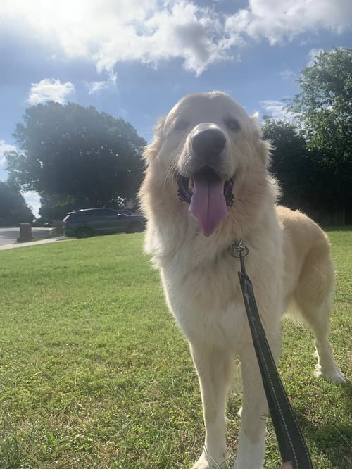THOR - Great Pyrenees for adoption in Dallas