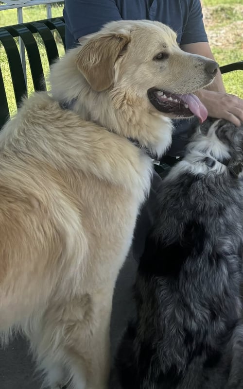THOR - Great Pyrenees available for adoption