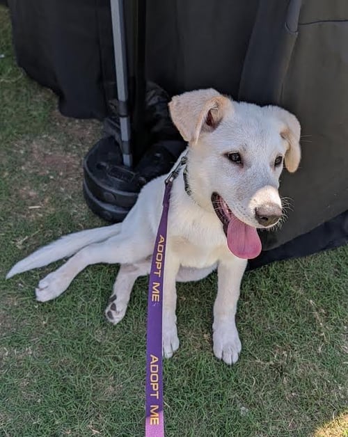 MONGO - Great Pyrenees / German Shepherd Dog for adoption in Dallas