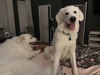 Kodi - Photo 3