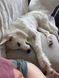 Kodi - Photo 2