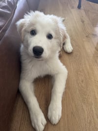 Pearl - Photo 1