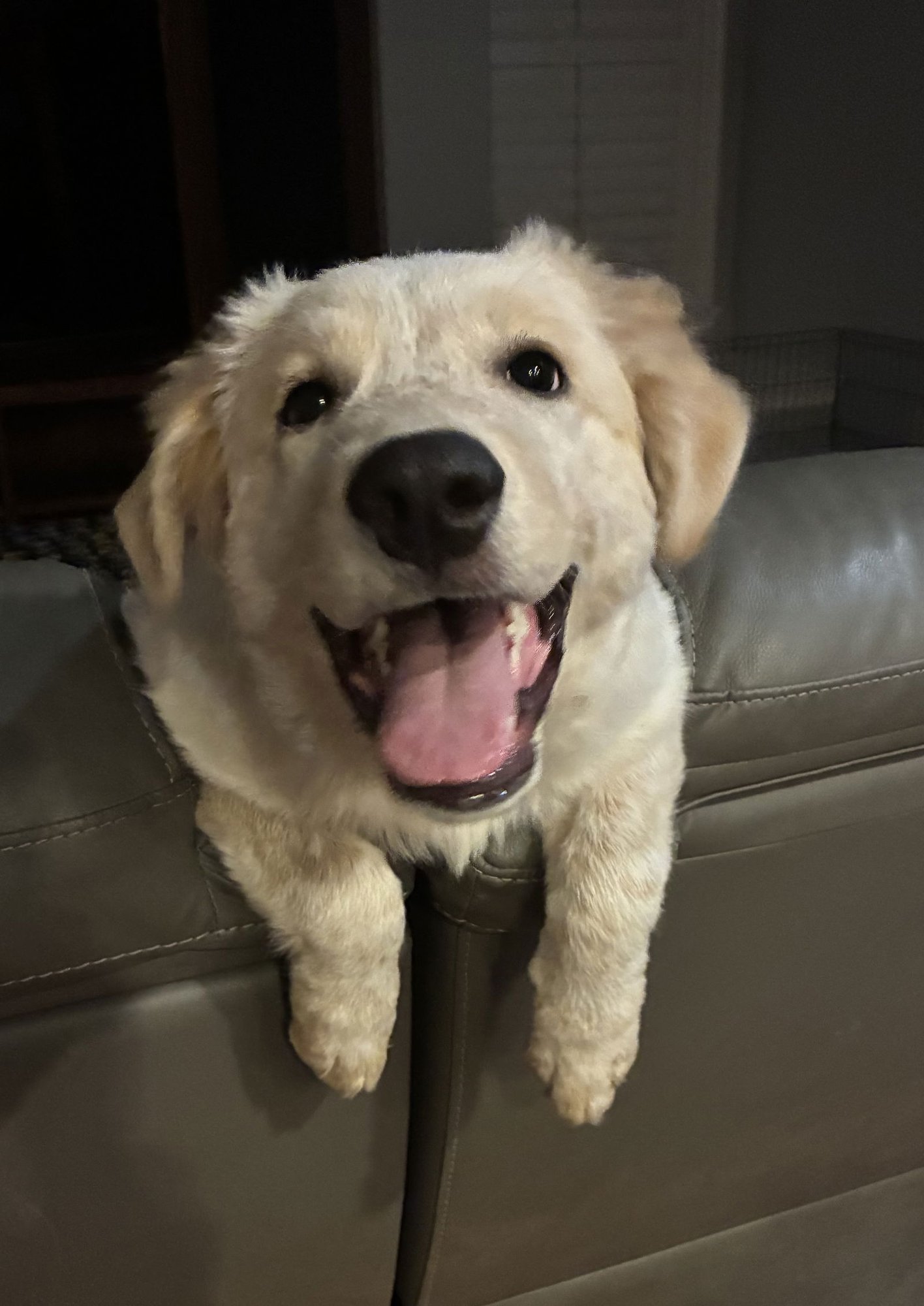 LUNA - Great Pyrenees available for adoption