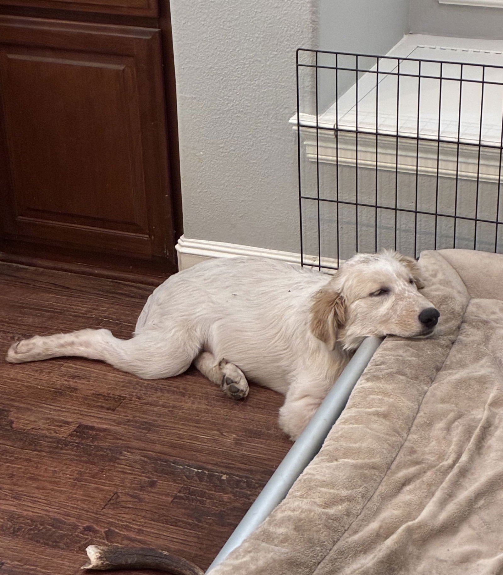 LUNA - Great Pyrenees available for adoption