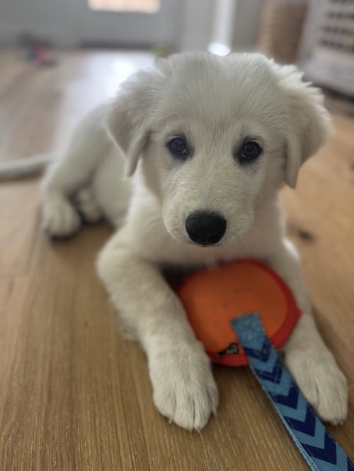 SKIP - Great Pyrenees for adoption in Dallas