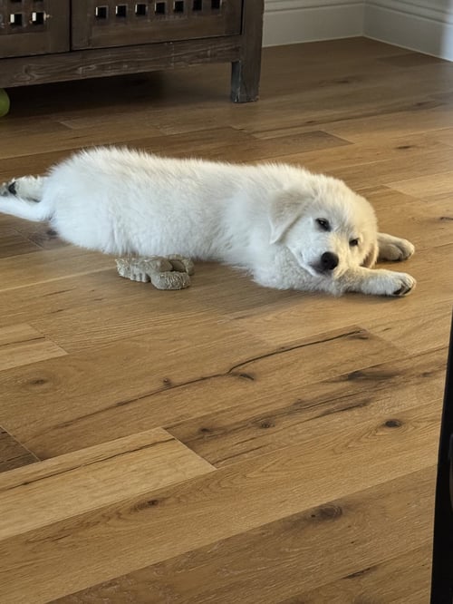 SKIP - Great Pyrenees available for adoption