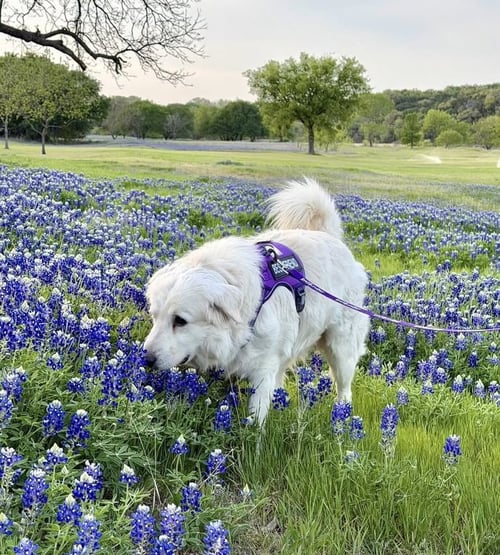 WINTER - Great Pyrenees for adoption in Dallas