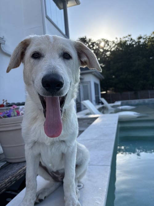 RUBY - Great Pyrenees / German Shepherd Dog for adoption in Dallas
