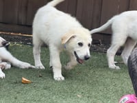 Ruby - Photo 8