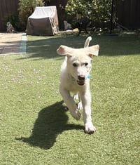 Ruby - Photo 4