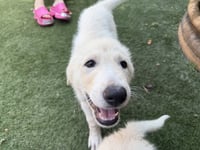 Ruby - Photo 3