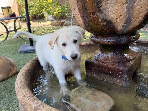 RUBY - Great Pyrenees / German Shepherd Dog available for adoption