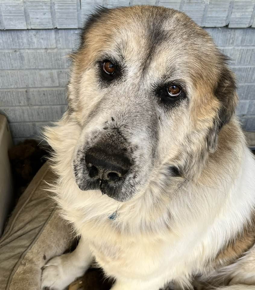 BRUNO - Great Pyrenees for adoption in Dallas