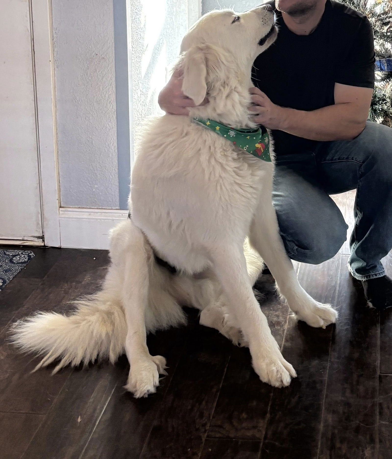 ASPEN - Great Pyrenees available for adoption