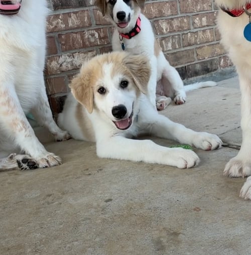 THEO - Great Pyrenees available for adoption
