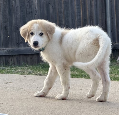 THEO - Great Pyrenees for adoption in Dallas