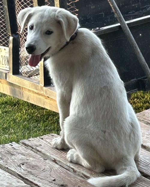 FIG - Great Pyrenees for adoption in Dallas