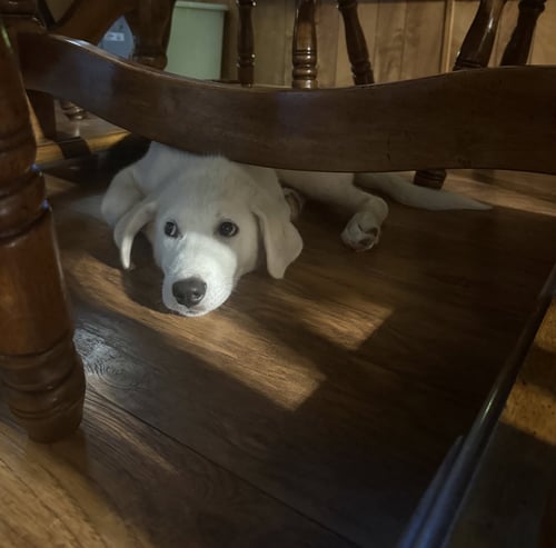 FIG - Great Pyrenees available for adoption