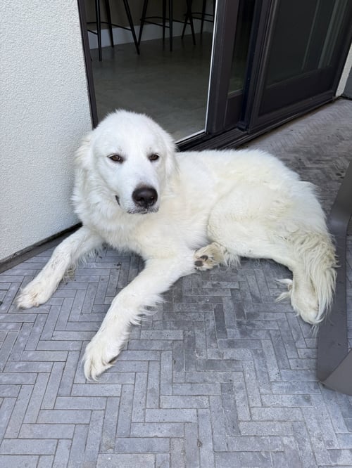 BOBBY - Great Pyrenees for adoption in Dallas