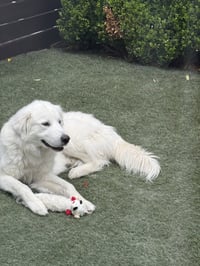 Bobby - Photo 2