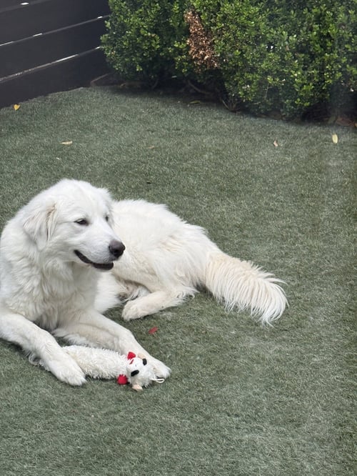 BOBBY - Great Pyrenees available for adoption