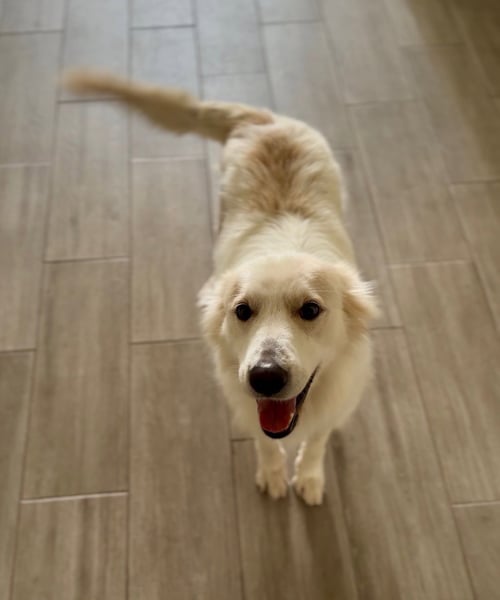 CECE - Great Pyrenees for adoption in Dallas