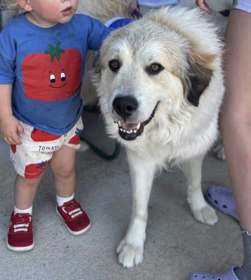 JUNO - Great Pyrenees available for adoption