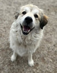Juno - Photo 3