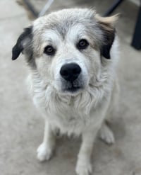 Juno - Photo 4