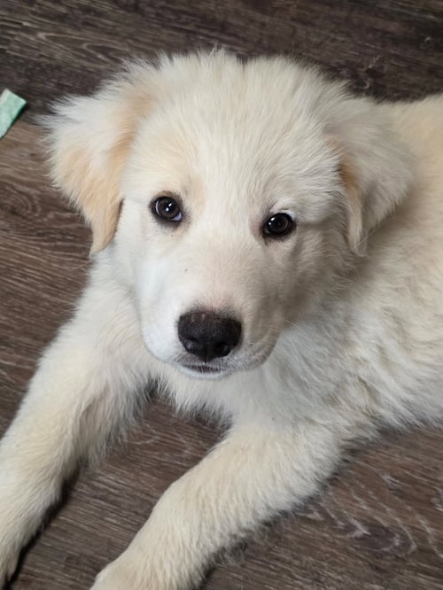 INDIANA - Great Pyrenees available for adoption