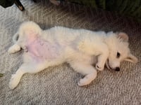 Rosie - Photo 1